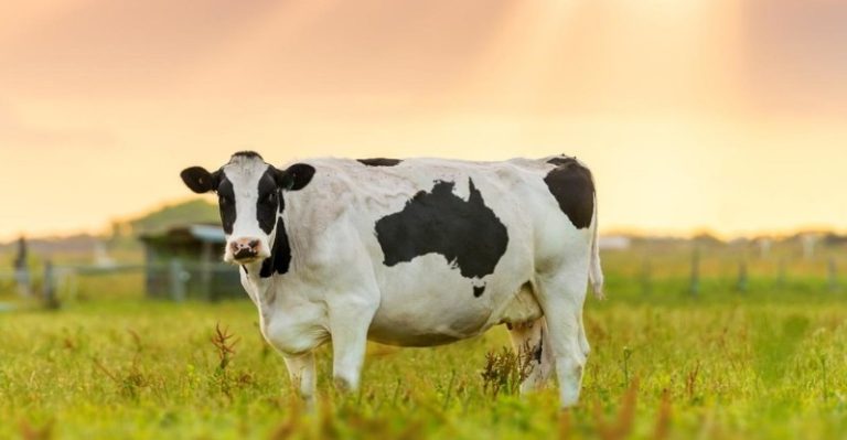 How Much Does a Cow Cost? My Pricey Lesson in Livestock